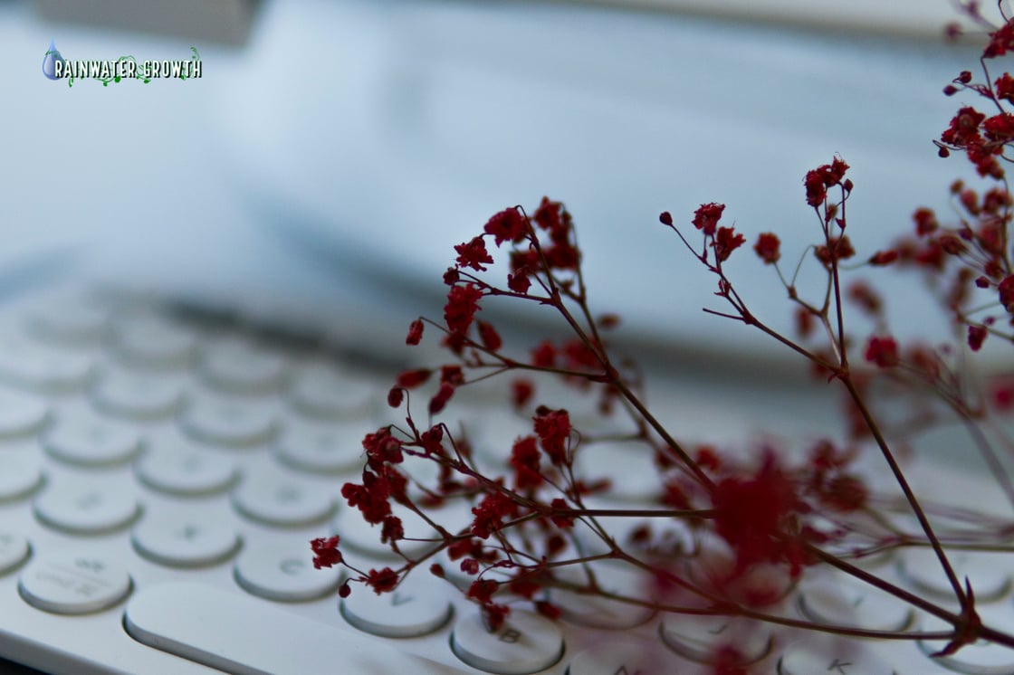 2026.03 - Newsletter Hero: Plant on keyboard with computer monitor in the background Photo by Lidia Nemiroff on Unsplash